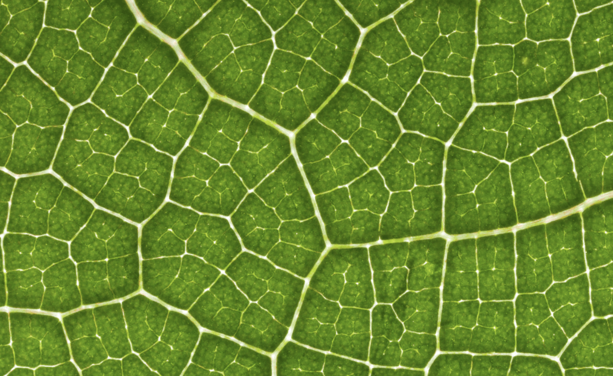 Cells Observe and Wonder